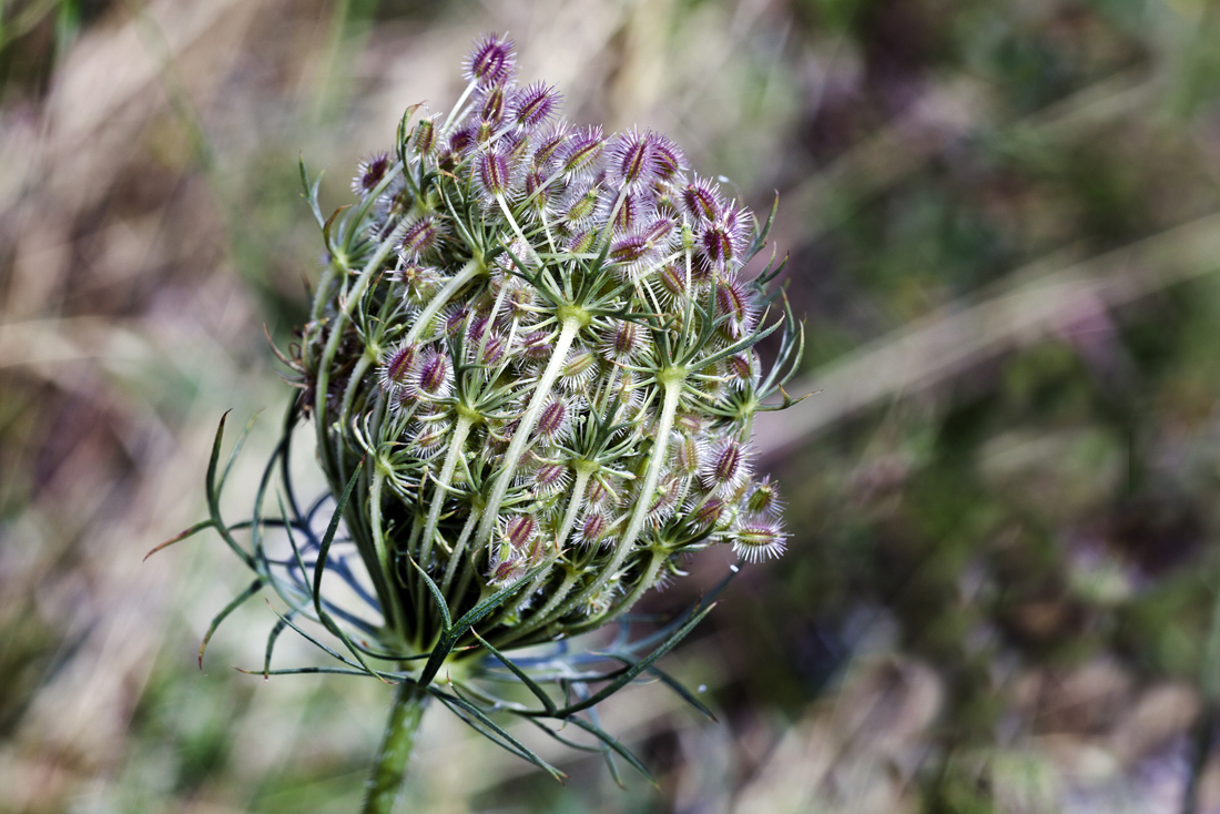 10 cluster flower brsec