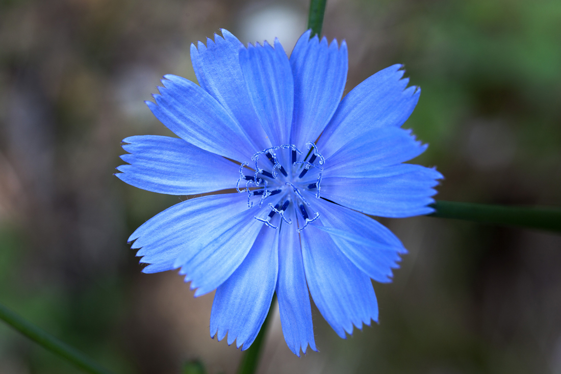 10 jagged blue flower brsec