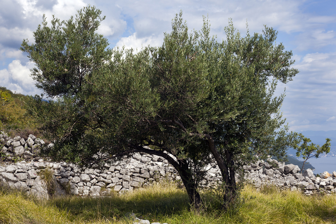 10 olive trees blazi#1605CE