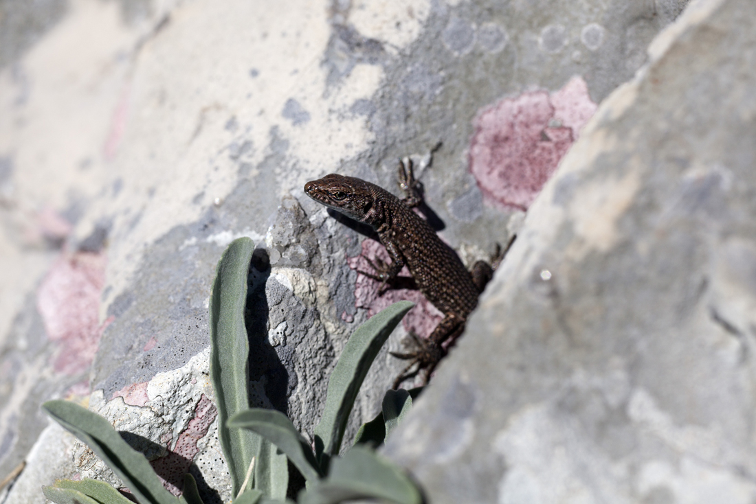 10 ooops another lizzard