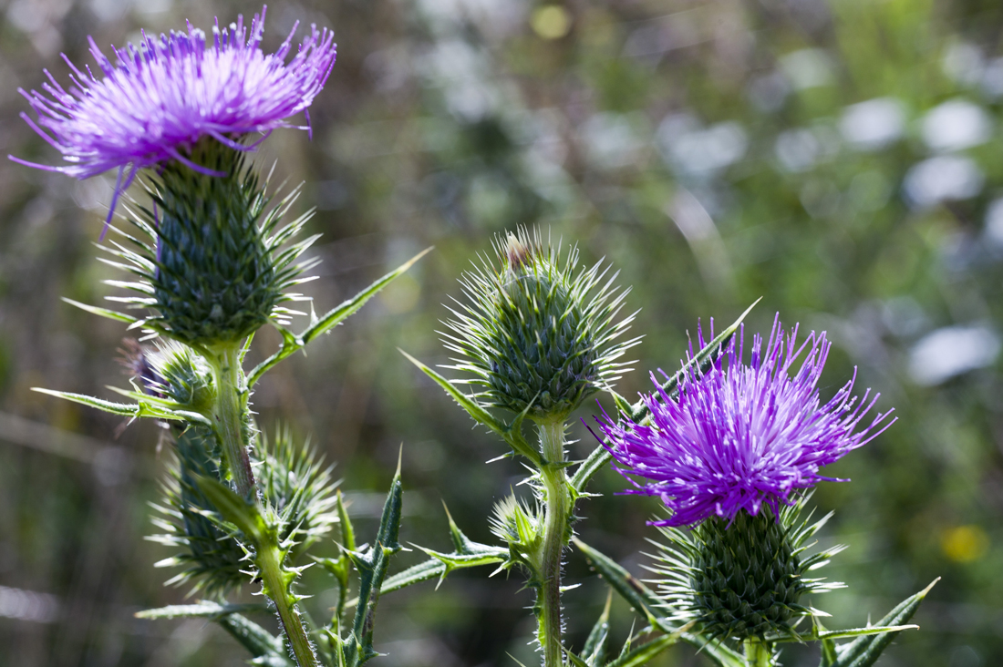 10 spiny flowers brsec