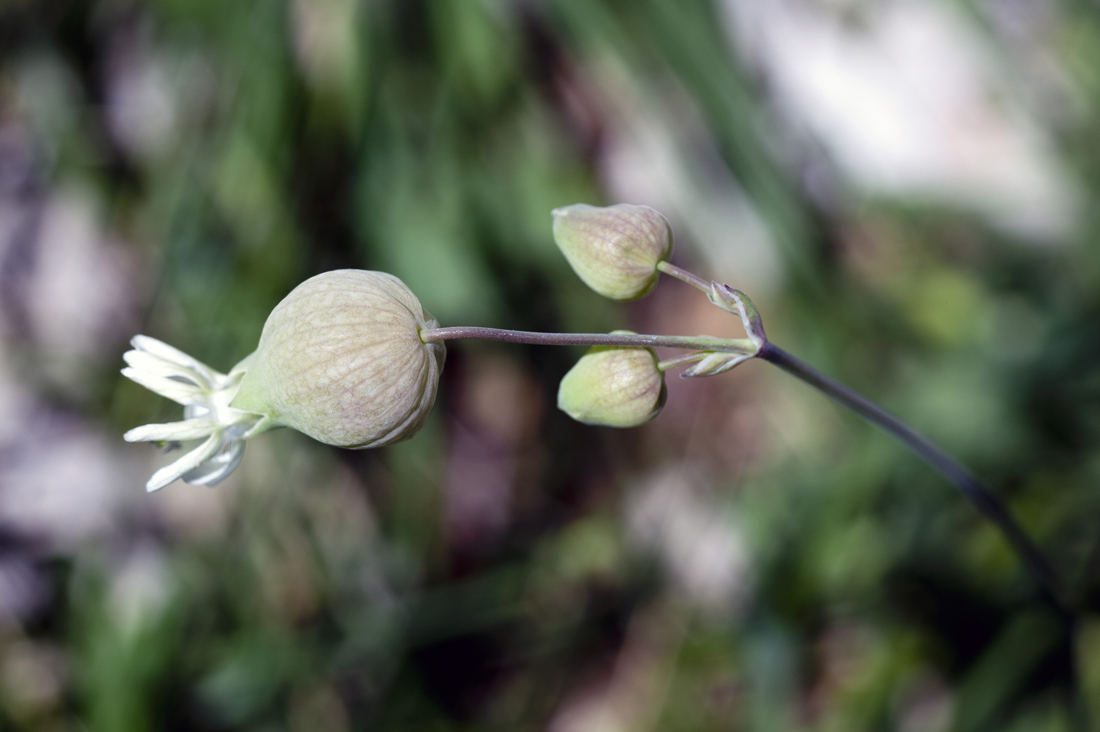 10 ufo flowers