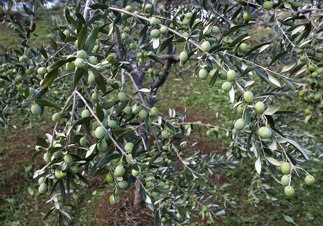 13 perfect olives brsec