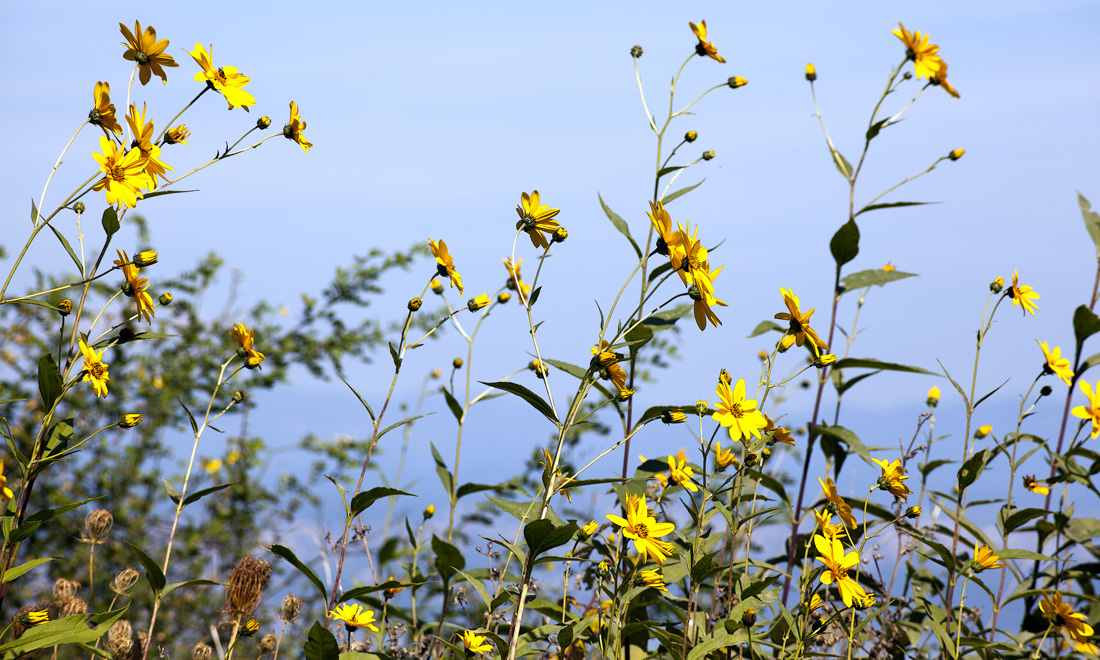 14 yellow tall flowers