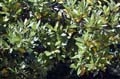 10 laurus nobilis brsec