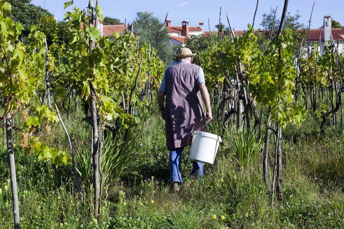 10 dusan vendemmia brsec5