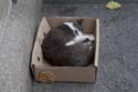 11 cat box delnice